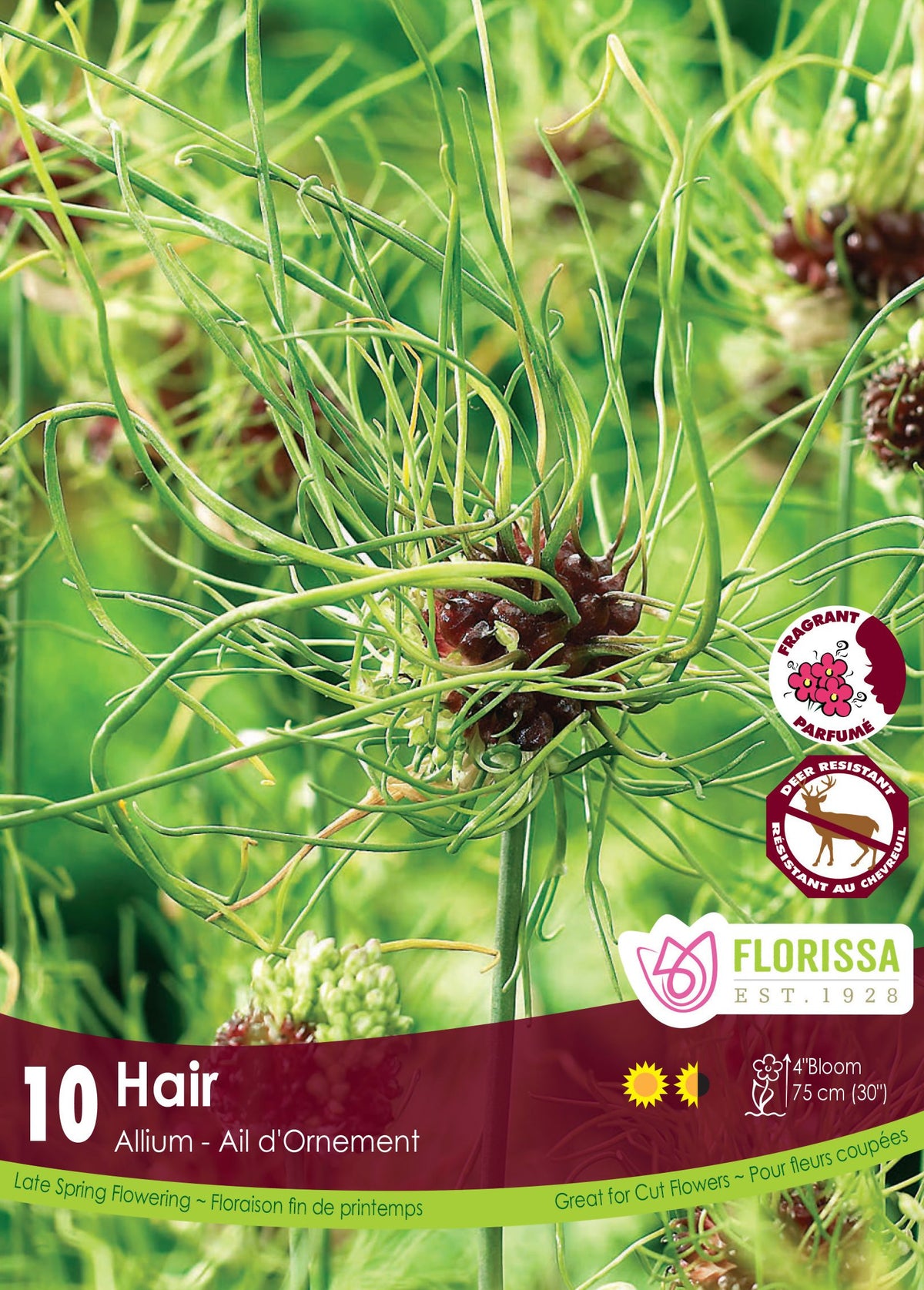 Allium Hair