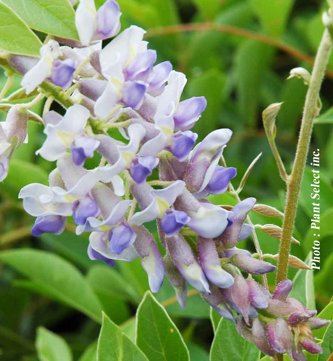Wisteria 'Blue Moon'