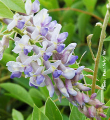 Wisteria 'Blue Moon'