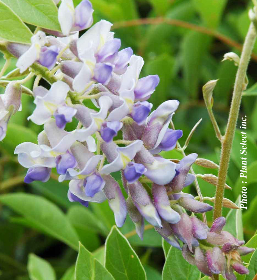 Wisteria 'Blue Moon'