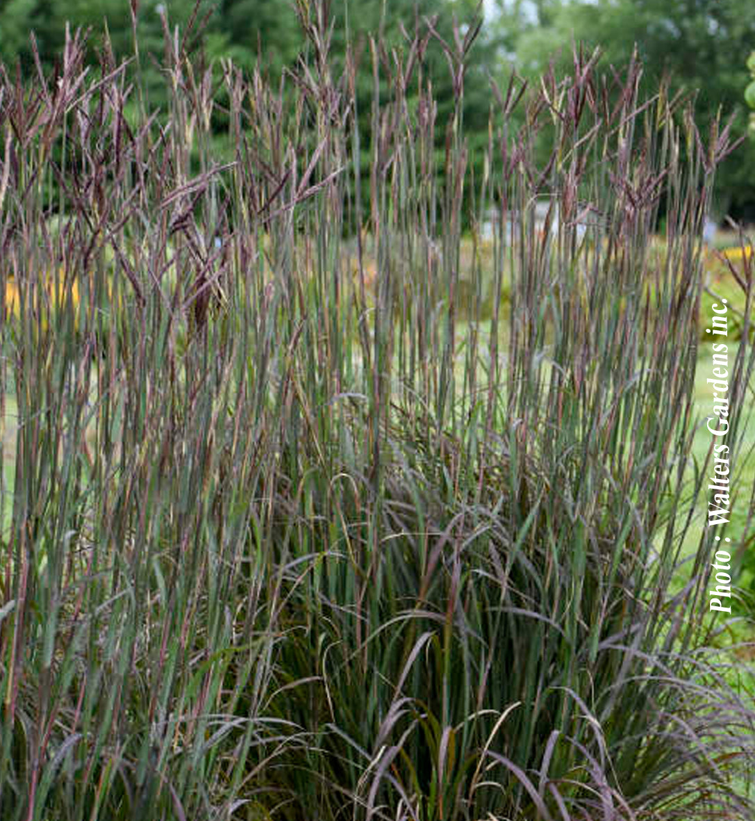 Andropogon 'Blackhawks'