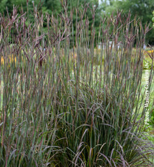 Andropogon 'Blackhawks'