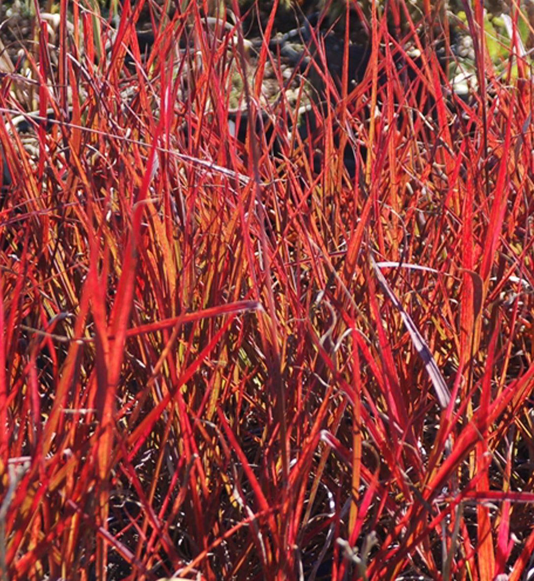 Andropogon 'Red October' (ger.)