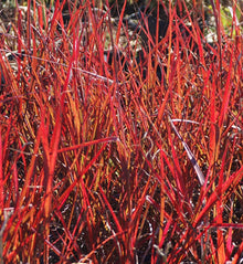 Andropogon 'Red October' (ger.)