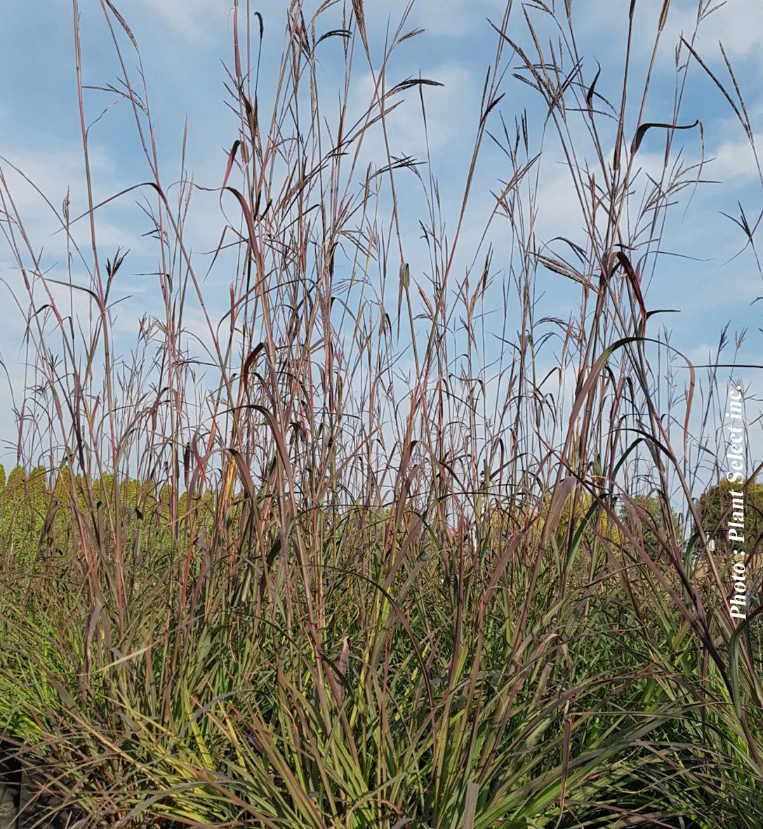 Andropogon 'Indian Warrior'