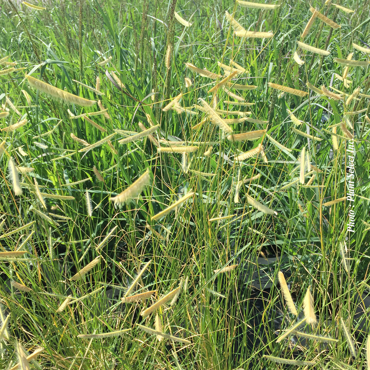 Bouteloua 'Blonde Ambition' (grac.)