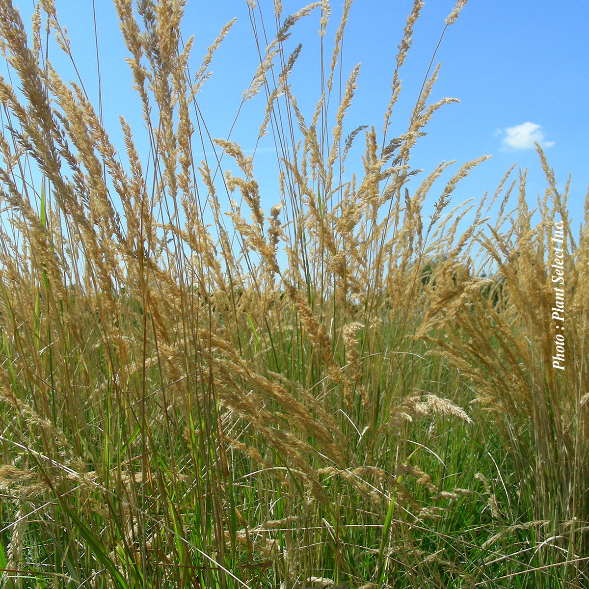 Calamagrostis 'Avalanche' (acu.)