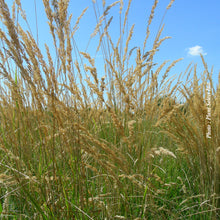 Calamagrostis 'Avalanche' (acu.)