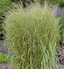 Calamagrostis 'Eldorado' (acu.)