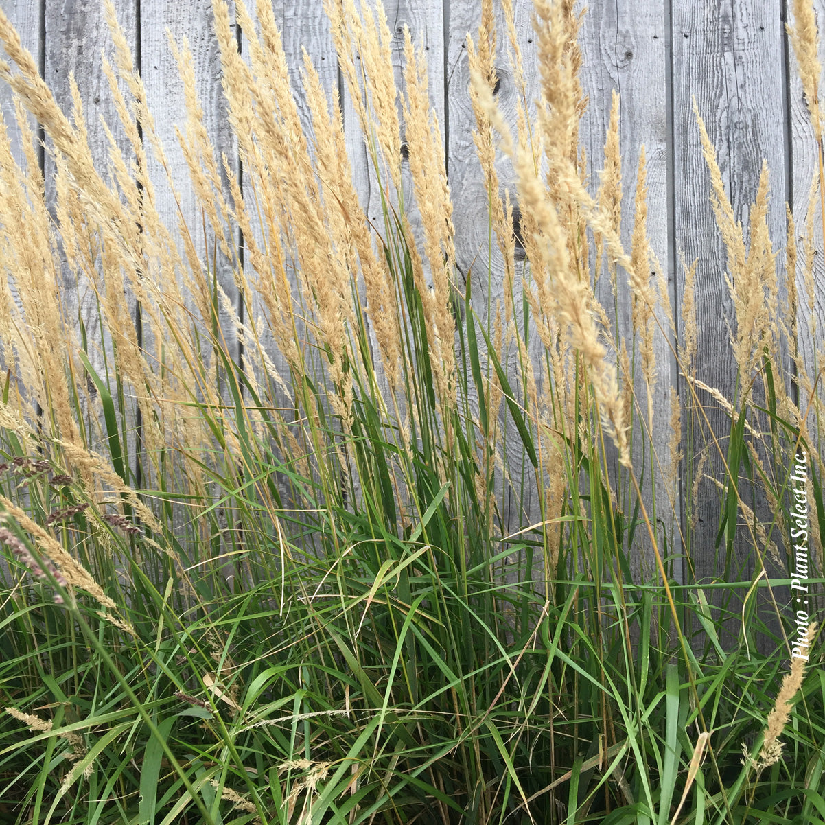 Calamagrostis 'Karl Foerster'