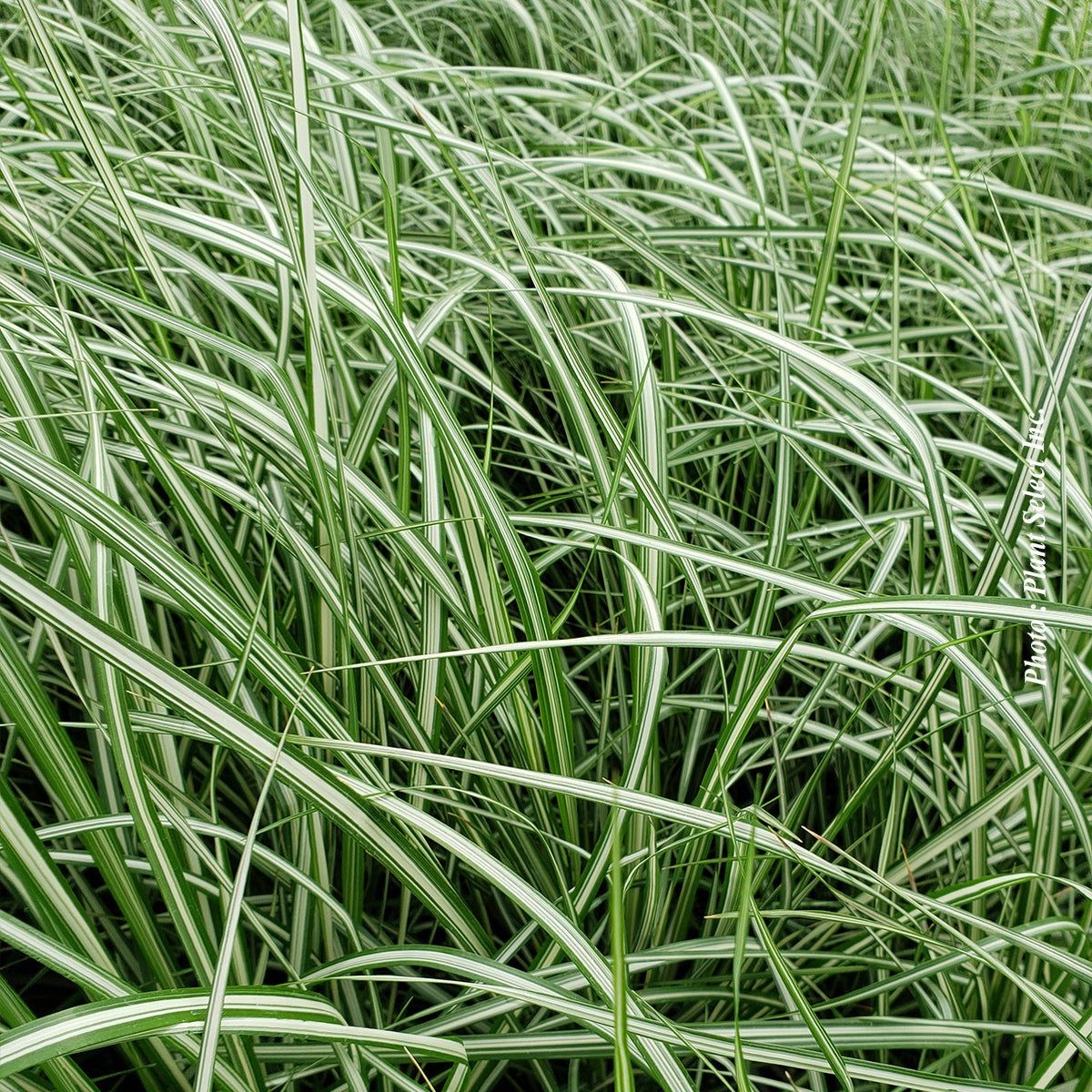 Calamagrostis 'Lightning Strike' (acu.)