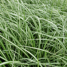 Calamagrostis 'Lightning Strike' (acu.)