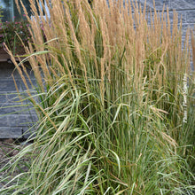 Calamagrostis 'Overdam' (acu.)