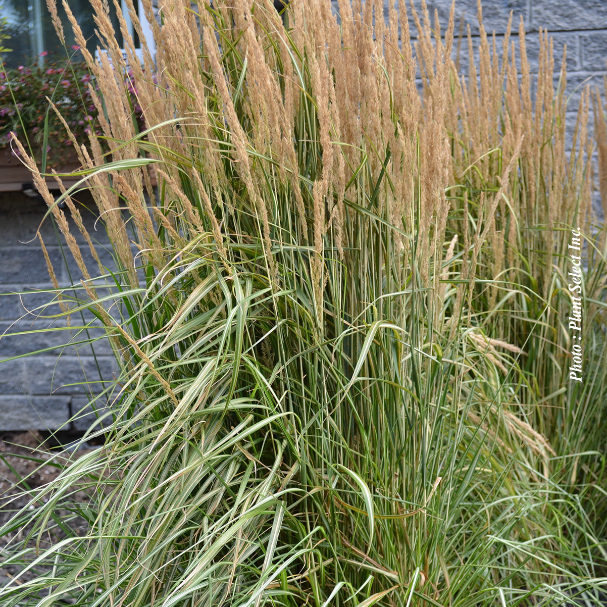 Calamagrostis 'Overdam' (acu.)