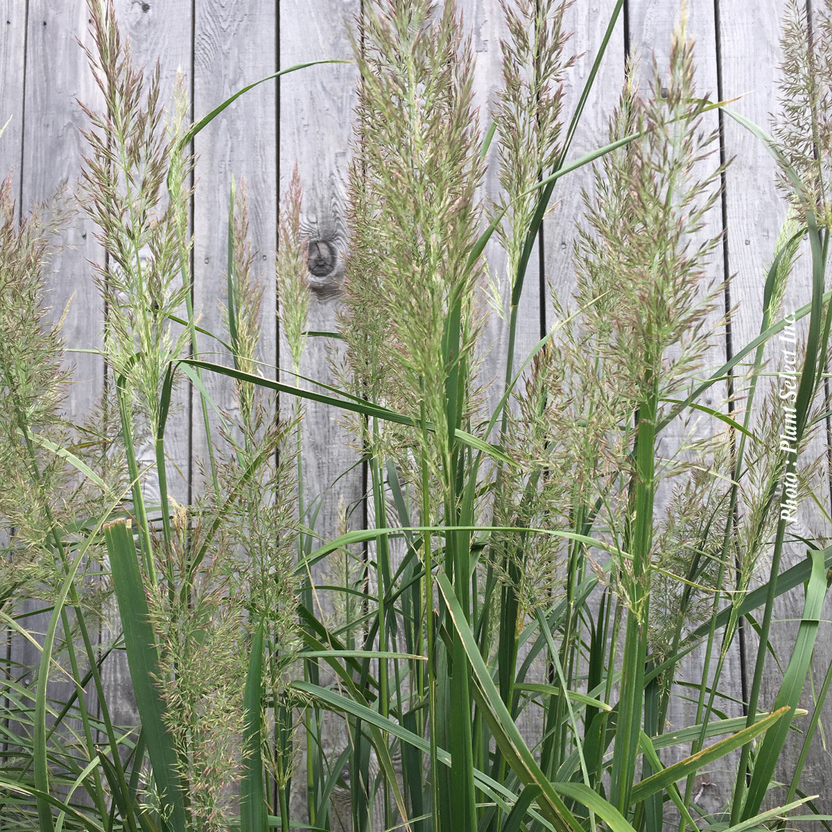 Calamagrostis brachytricha