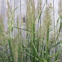 Calamagrostis brachytricha