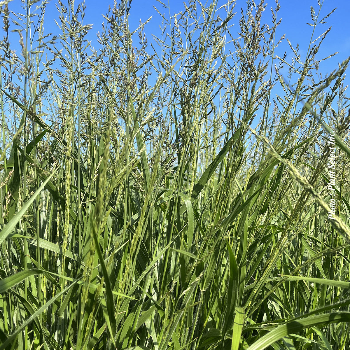 Calamagrostis 'Cheju-Do' (acu.)