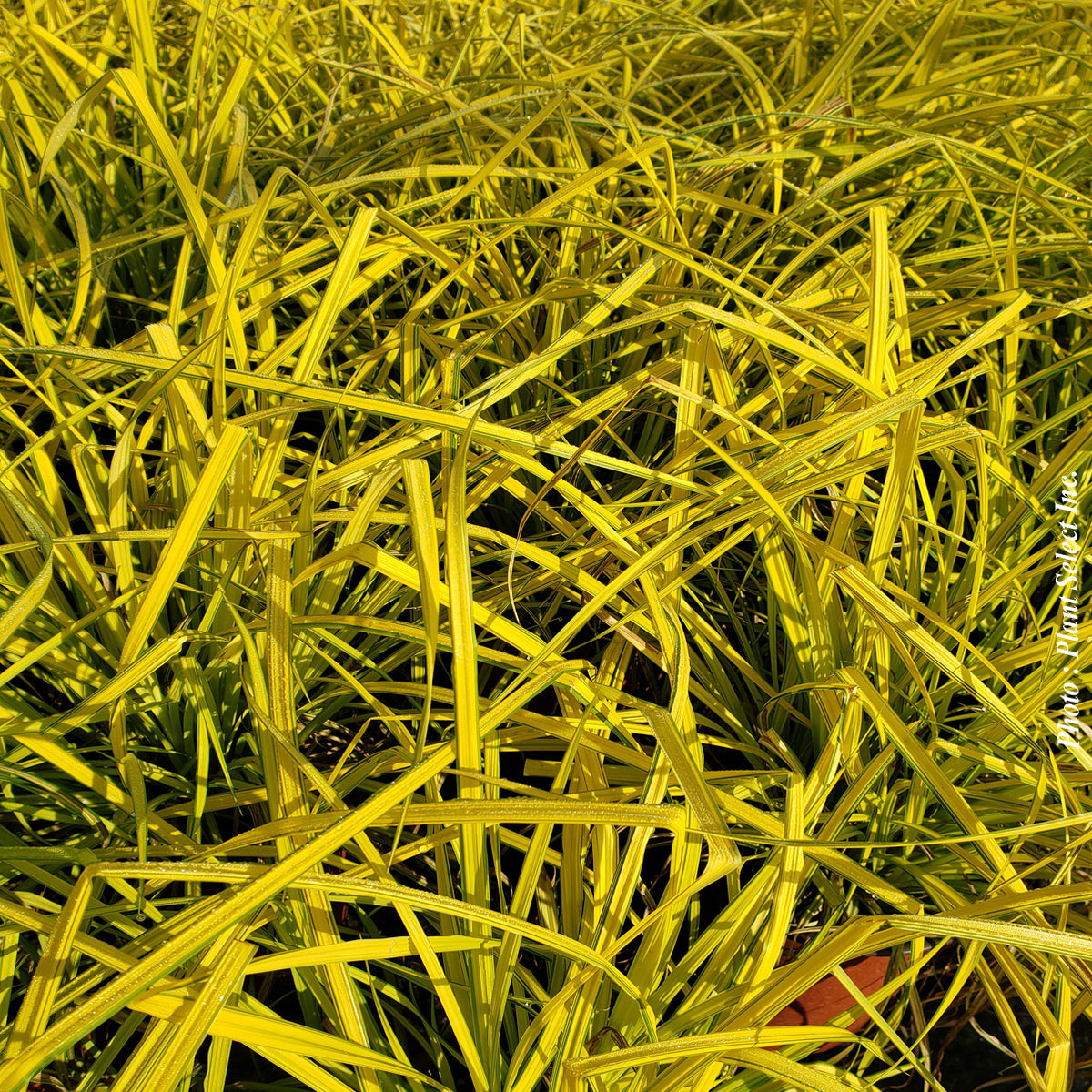 Carex 'Bowles Golden' (ela.)