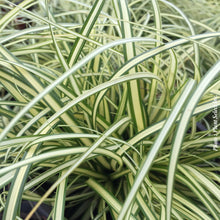 Carex 'Evergold' (osh.)