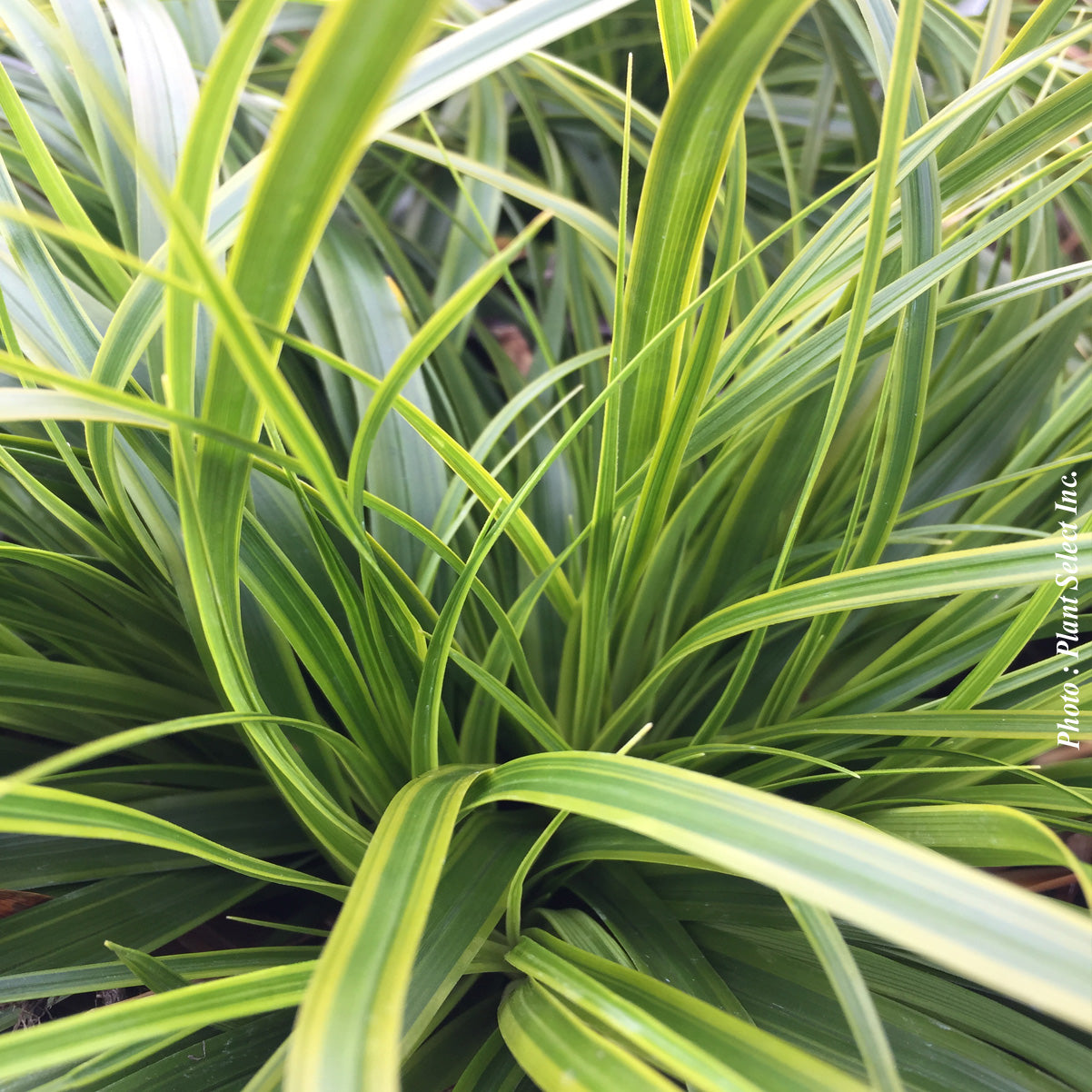 Carex 'Everlime'