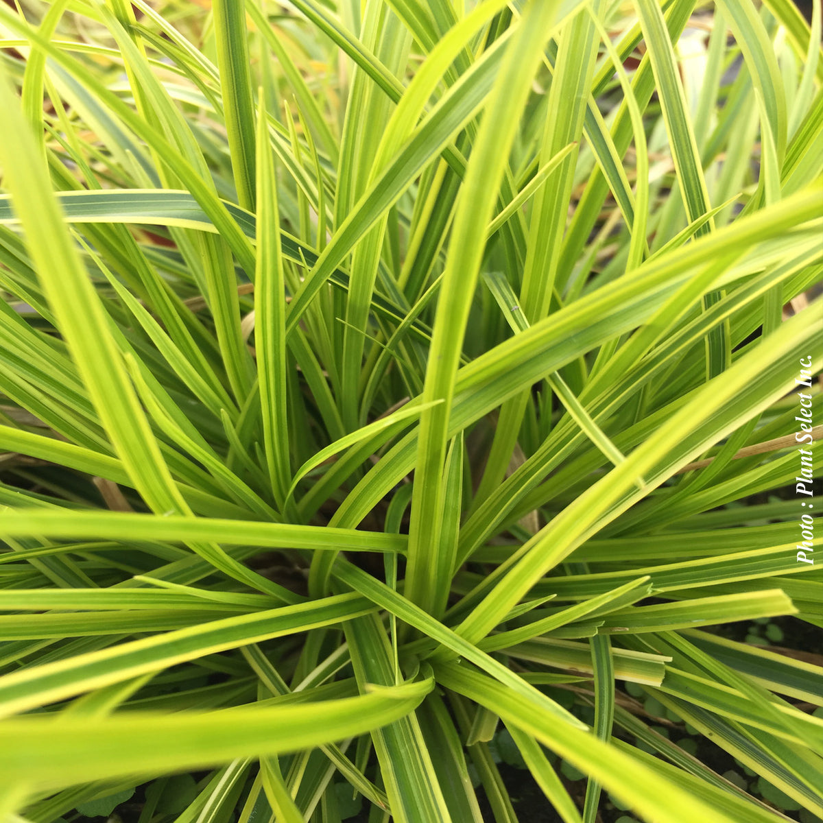 Carex 'Gold Fountains' (dol.)