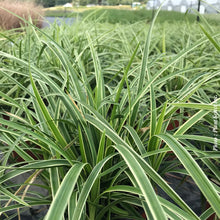 Carex 'Ice Dance' (mor.)