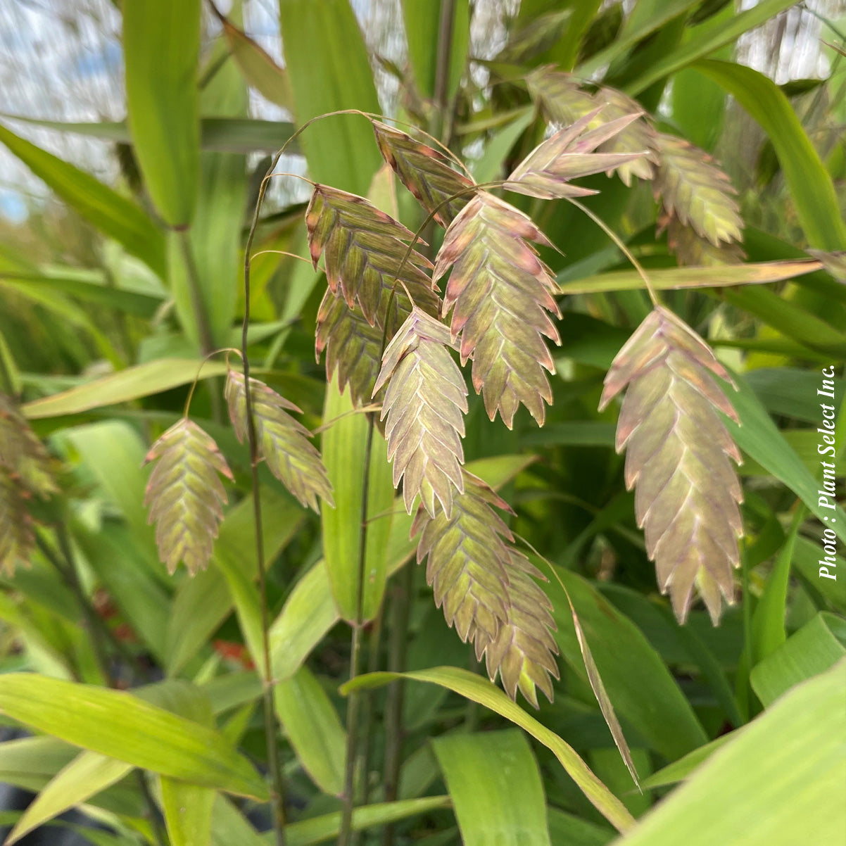 Chasmanthium latifolium