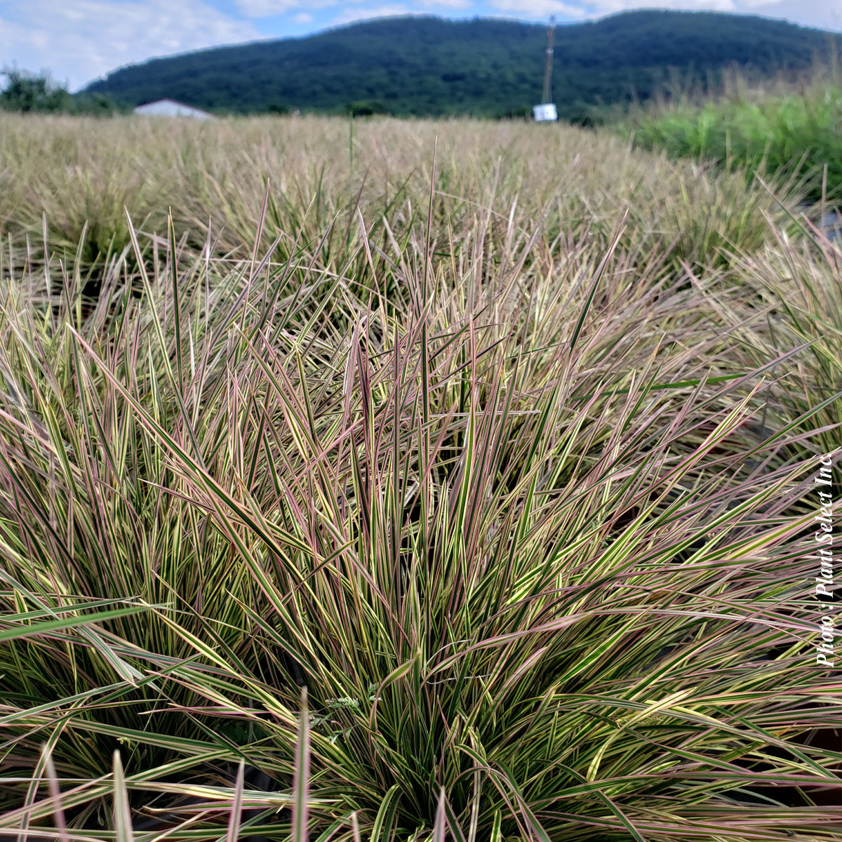 Deschampsia 'Northern Lights' (ces.)