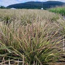 Deschampsia 'Northern Lights' (ces.)