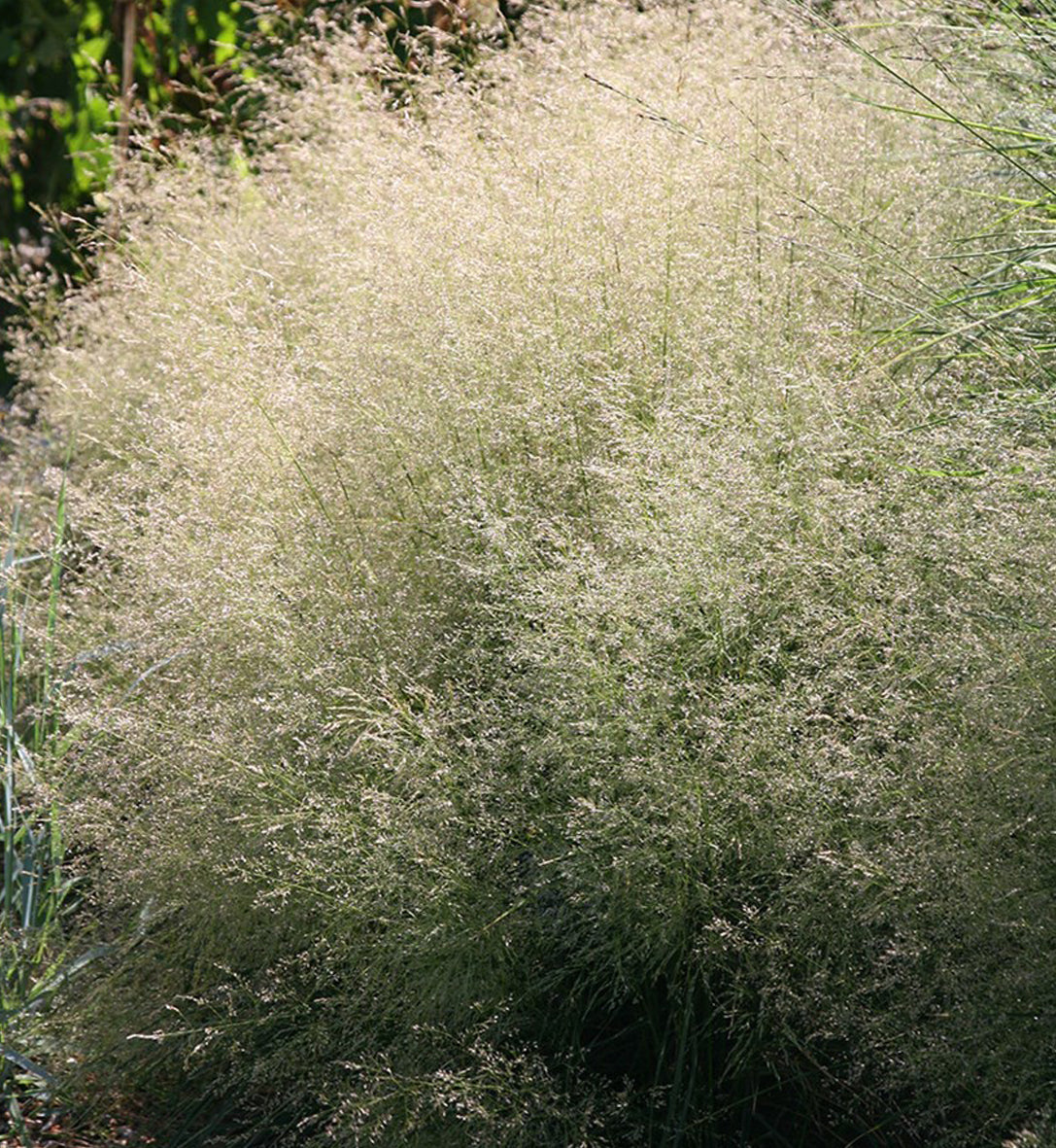 Deschampsia 'Goldtau' (ces.)
