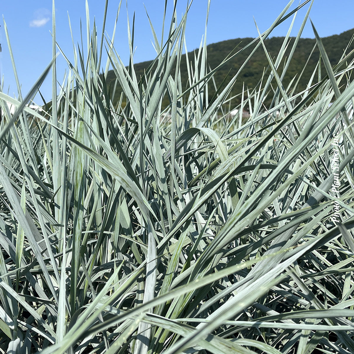 Elymus 'Blue Dune' (are.)