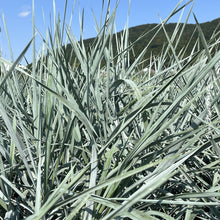 Elymus 'Blue Dune' (are.)