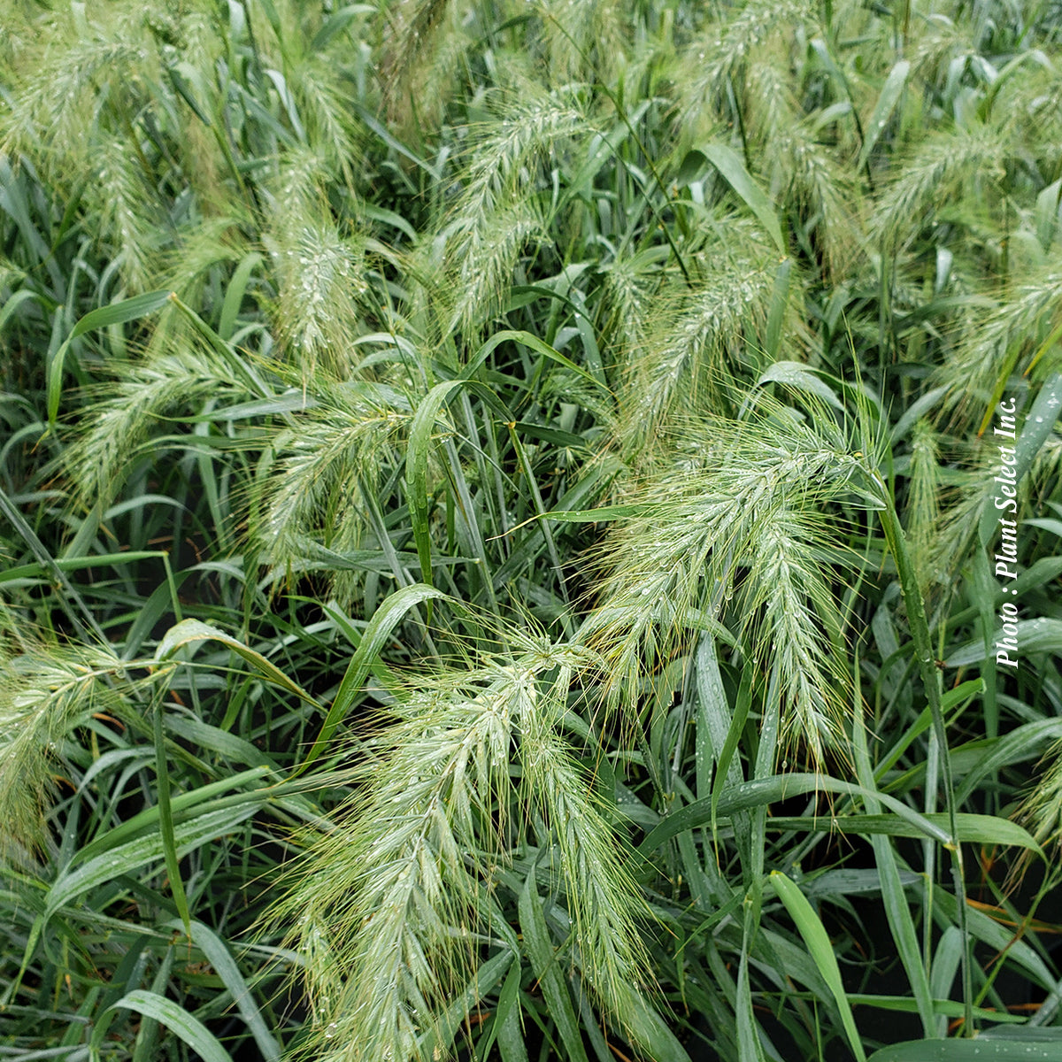Elymus 'Ice Blue' (can.)