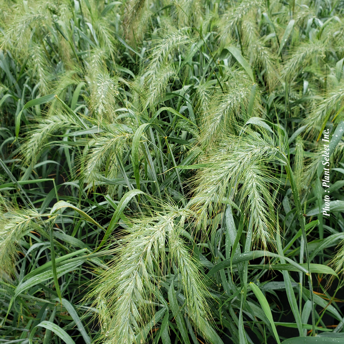 Elymus 'Ice Blue' (can.)