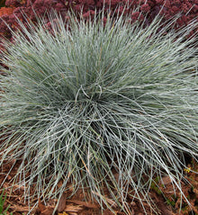 Festuca 'Beyond Blue' (glauca)