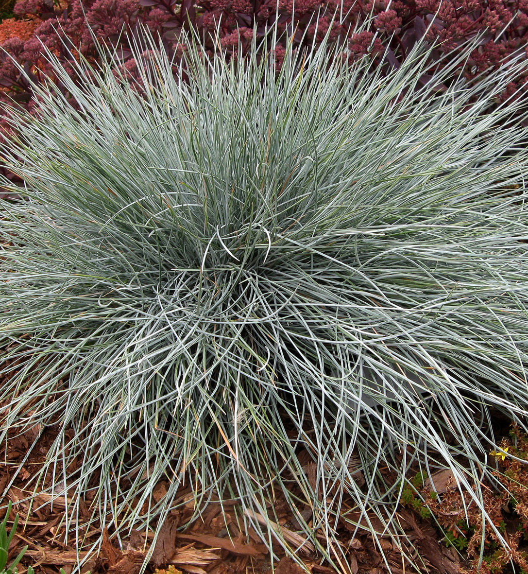 Festuca 'Beyond Blue' (glauca)