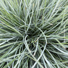 Festuca 'Cool as Ice'