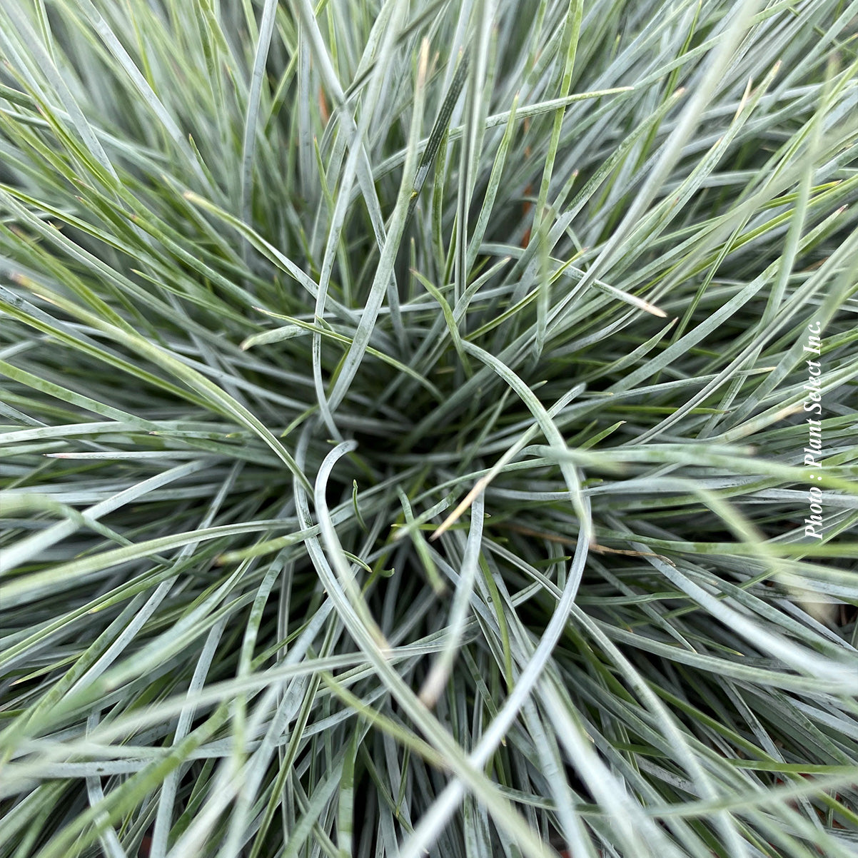 Festuca 'Cool as Ice'