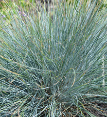 Festuca 'Elijah Blue' (glauca)