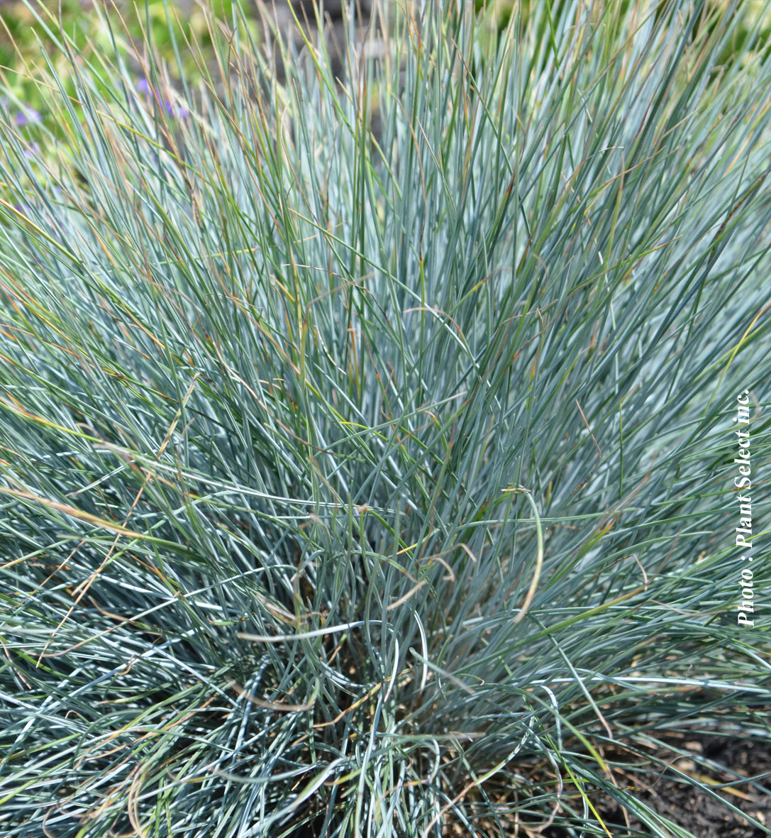 Festuca 'Elijah Blue' (glauca)