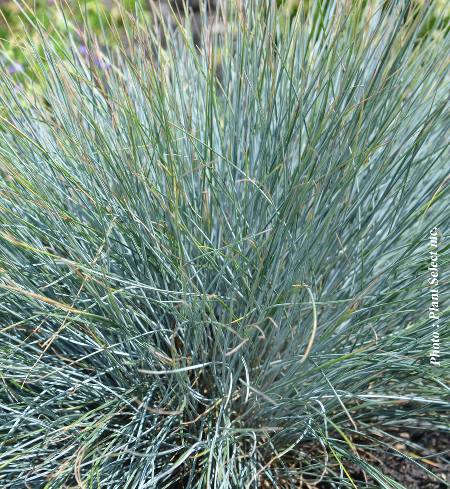 Festuca 'Elijah Blue' (glauca)