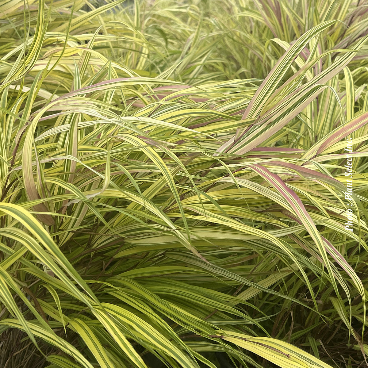 Hakonechloa 'Aureola' (mac.)