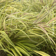Hakonechloa 'Aureola' (mac.)