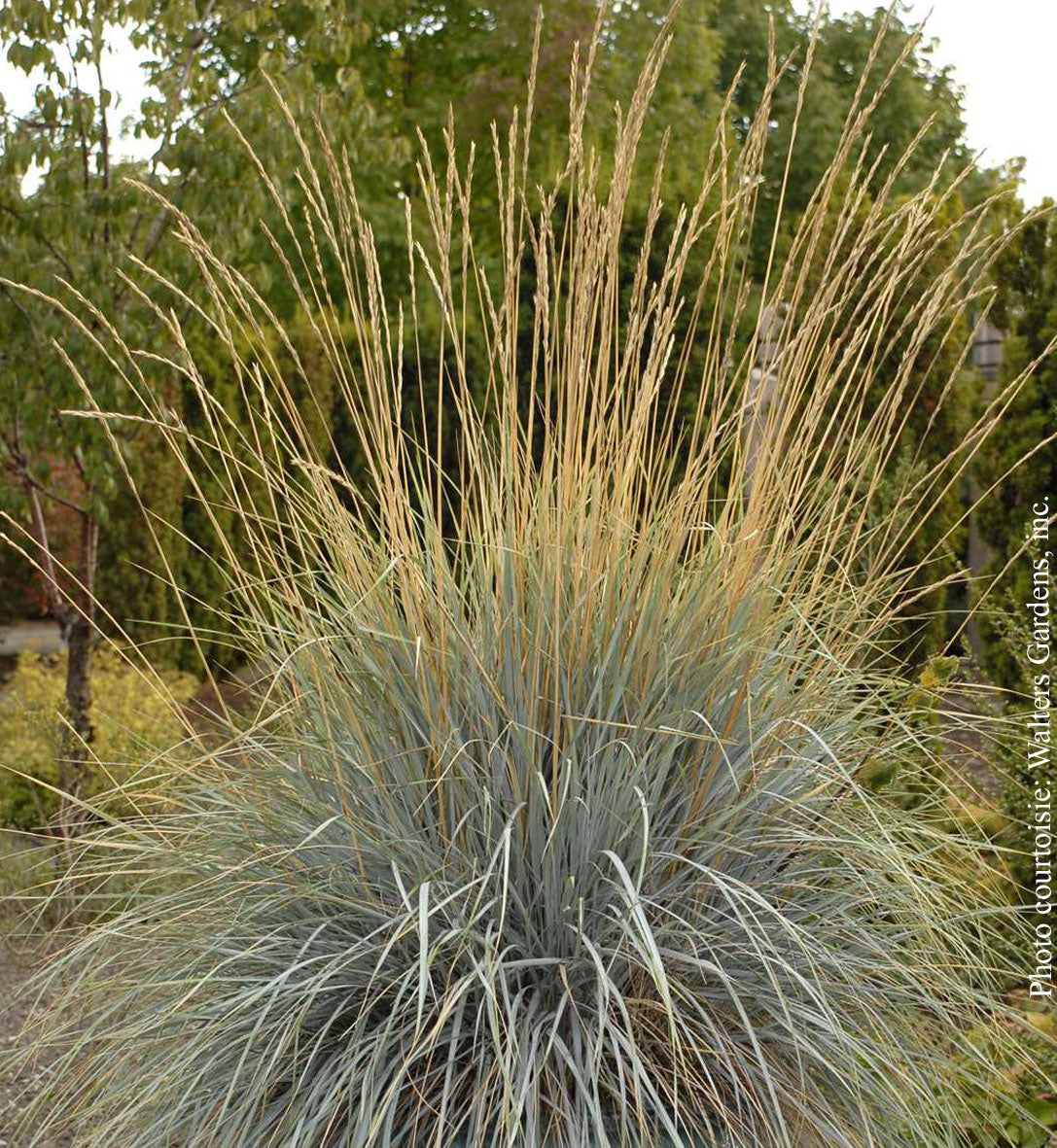 Helictotrichon sempervirens