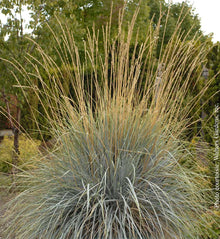 Helictotrichon sempervirens