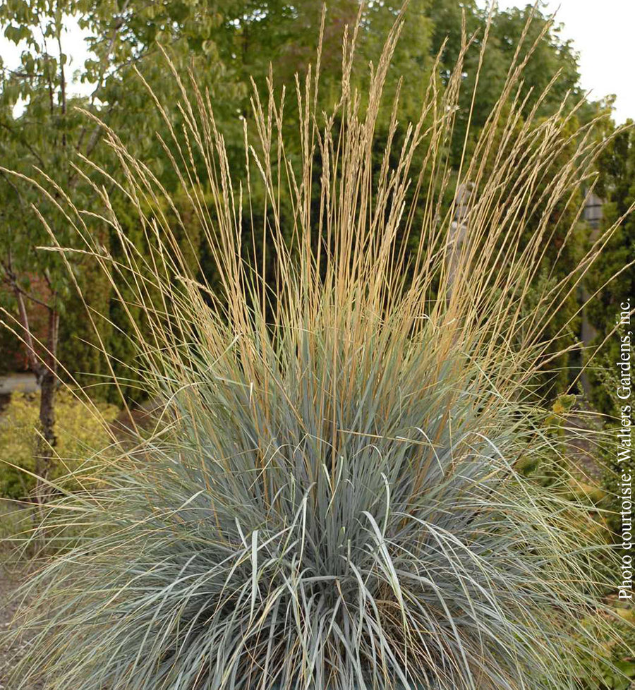 Helictotrichon sempervirens