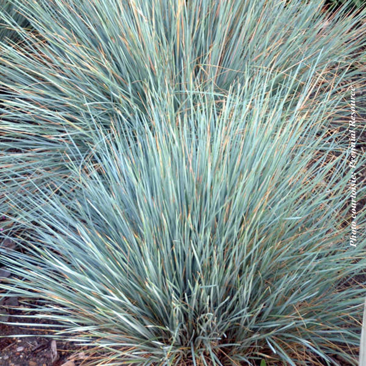 Helictotrichon 'Sapphire' (semp.)