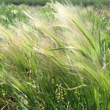 Hordeum jubatum