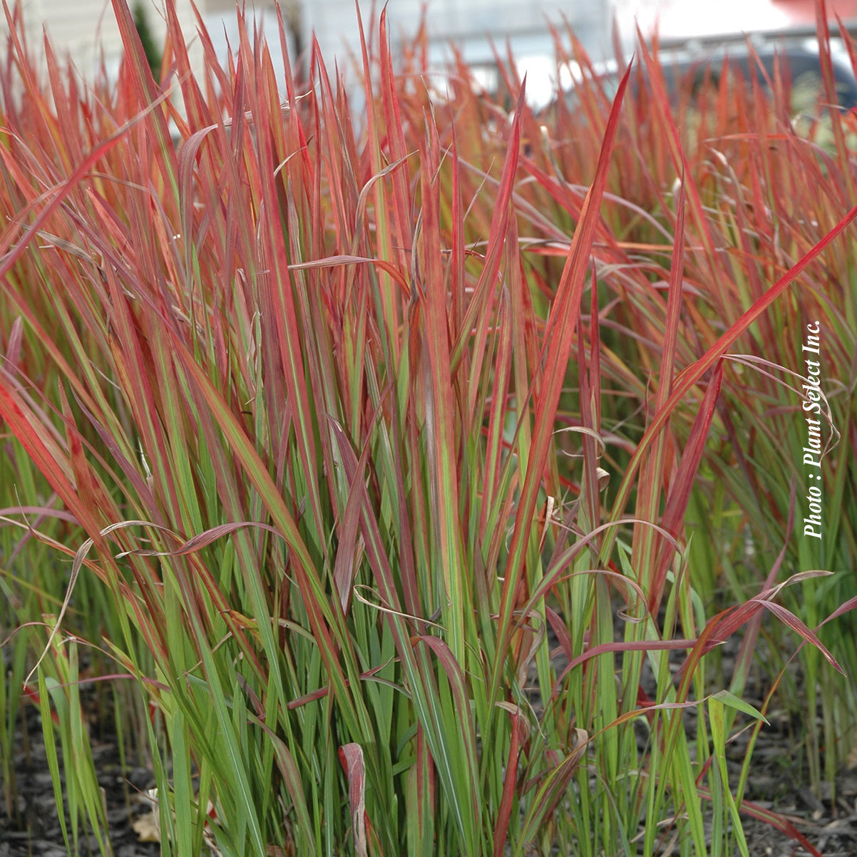 Imperata 'Red Baron' (cyl.)