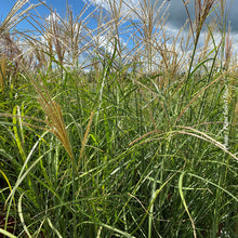Miscanthus 'Berlin' (sin.)